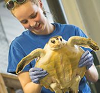 person holding sea turtle