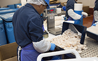 person wearing protective gear and sorting frozen seafood