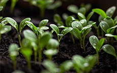 seedlings